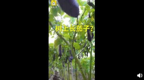 91丨成人丨精产丨天堂鸟
